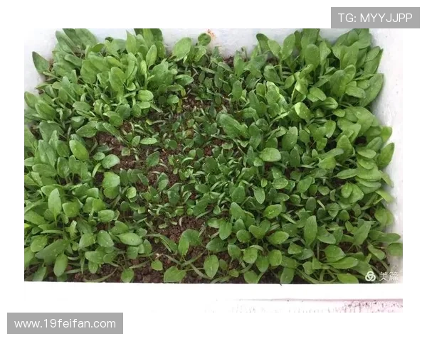 全面解析澳门菠菜网上app下载安装的步骤与注意事项